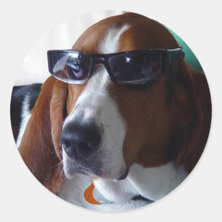 Den hound hund är en kool kat. runt klistermärke