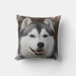 Den Husky hunden kudder Kudde