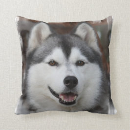 Den Husky hunden kudder Kudde