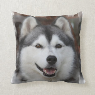 Den Husky hunden kudder Kudde