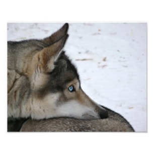 Den Husky hunden med blått synar fotoet Fototryck