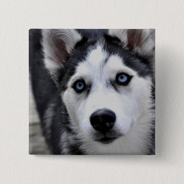 Den Husky valpen knäppas Knapp (Framsida)