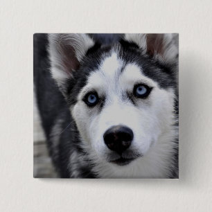 Den Husky valpen knäppas Knapp