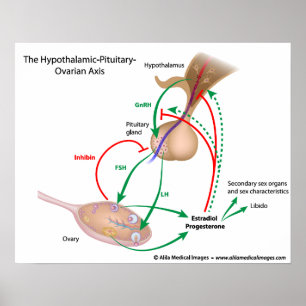 Den hypotalamiska hypofysära ovarialaxeln, märkt poster