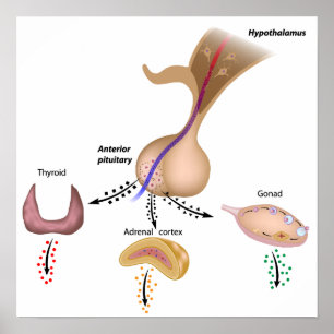 Den hypothalamic hypofysyxaaffischen poster