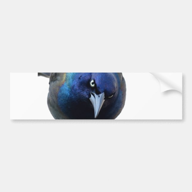 Den ilskna Gracklen Bildekal (Framsidan)