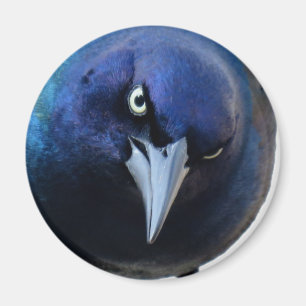 Den ilskna Gracklen Magnet