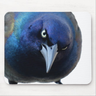Den ilskna Gracklen Musmatta