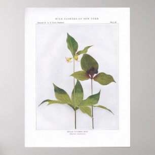 Den indiska gurkan rotar, den Medeola virginianaen Poster