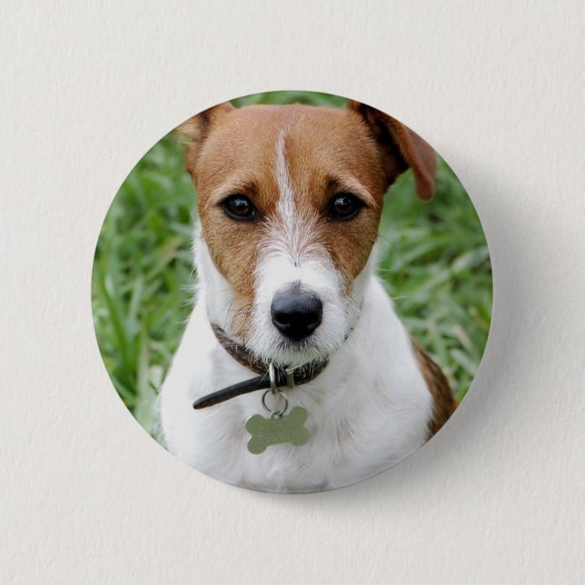 Den jackRussell terrieren knäppas Knapp (Framsida)