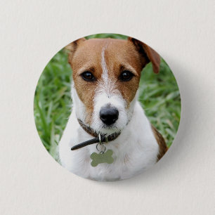 Den jackRussell terrieren knäppas Knapp