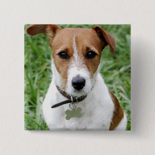 Den jackRussell terrieren knäppas Knapp