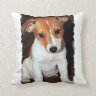 Den jackRussell terrieren kudder Kudde