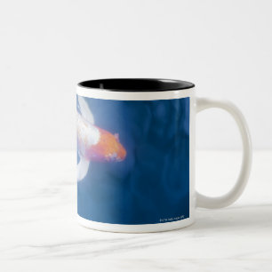 Den japanska koifisken i damm, kickvinkel beskåda Två-Tonad mugg