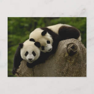 Den jätte- pandaen behandla som ett barn vykort