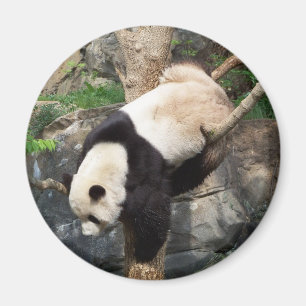 Den jätte- Pandaklättringen besegrar träd Magnet