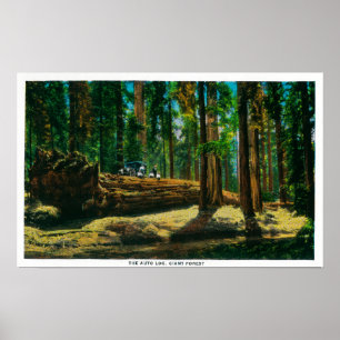 Den jätte- skogen för Auto inloggning, redwoodtr Poster