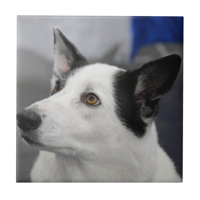 Den Kanaan hunden belägger med tegel Kakelplatta (Framsidan)