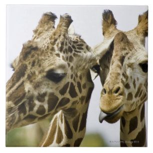 Den kända giraffet härledas från det arabiska o kakelplatta