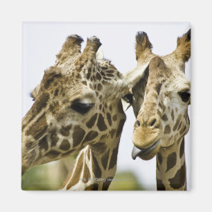 Den kända giraffet härledas från det arabiska o magnet