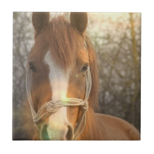 Den kastanjebruna arabiska hästen belägger med kakelplatta