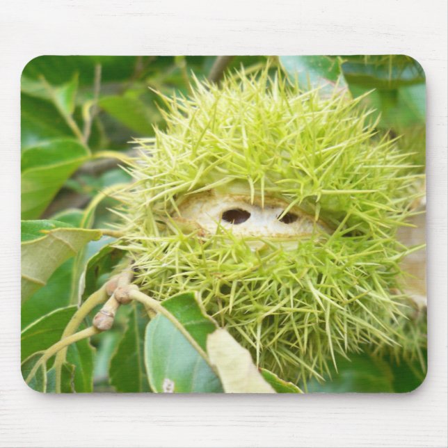 Den kastanjebruna musen vadderar musmatta (Framsidan)