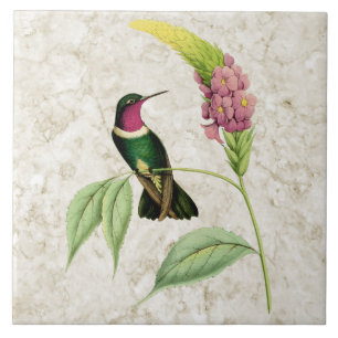 Den keramiska Amethyst Throated hummingbirden Kakelplatta