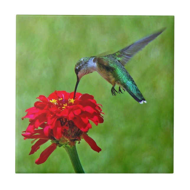 Den keramiska hummingbirden och röda zinniaen kakelplatta (Framsidan)