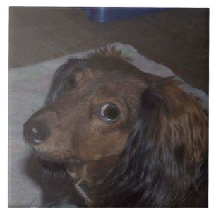 Den keramiska långhåriga taxen belägger med tegel kakelplatta