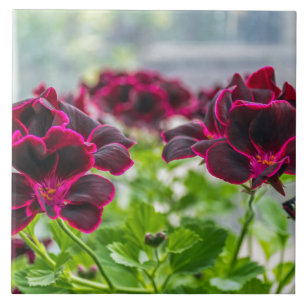 Den keramiska lila blommor belägger med tegel kakelplatta