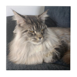Den keramiska Maine Coonkatten belägger med tegel Kakelplatta