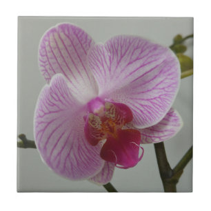 Den keramiska orchiden belägger med tegel kakelplatta