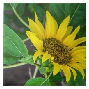 Den keramiska solrosen belägger med tegel kakelplatta