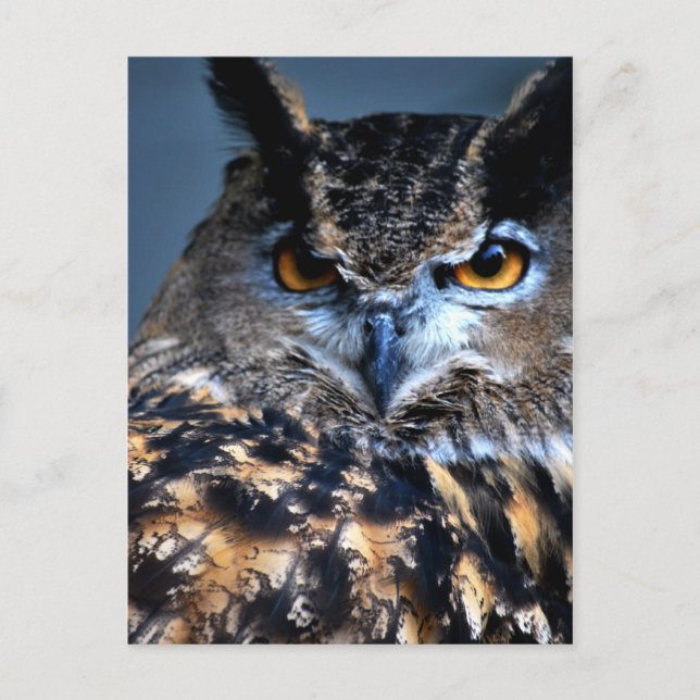 Den kloka en vykortet vykort (Framsida)