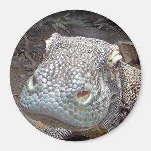 Den Komodo looken Magnet