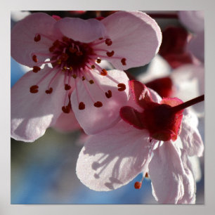 Den körsbärsröda blommar blommar makrofotografi poster