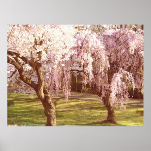 Den körsbärsröda blommar landskap poster