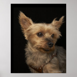 Den kort haired Yorkie hunden tittar till höger Poster