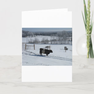 Den köt Galloway kon i ett snöig landskap Kort