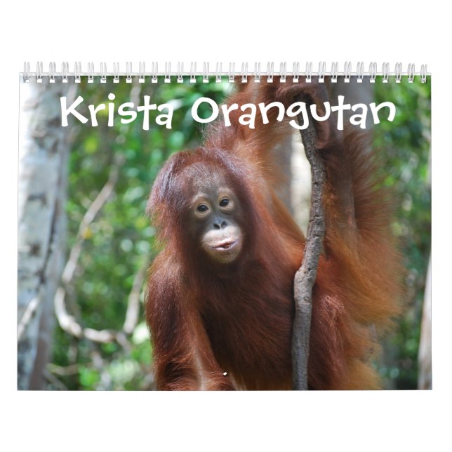 Den Krista Orangutandjungeln skolar Kalender (Omslag)