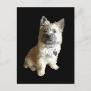 Den kuriraste kairn Terrier någonsin! Ruter än To Vykort