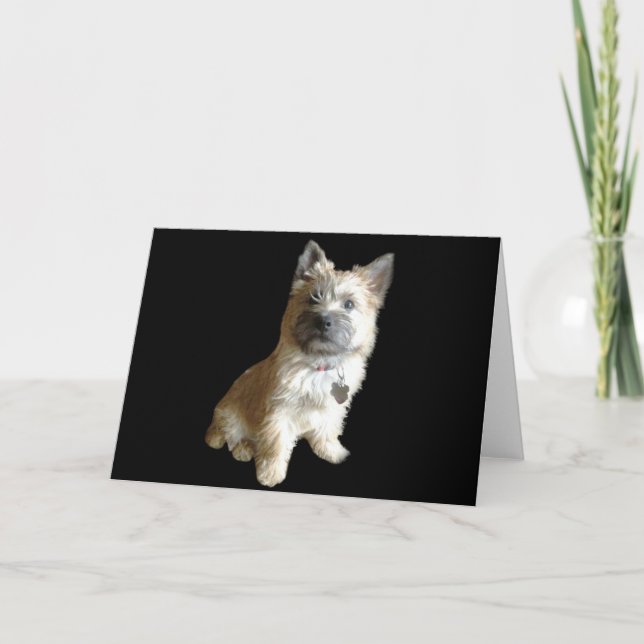 Den kuriraste kairn Terrier någonsin! Ruter än Tot Kort (Framsida)