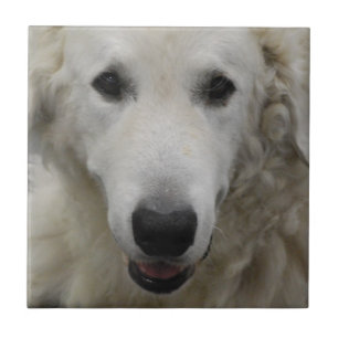 Den Kuvasz hund aveln belägger med tegel Kakelplatta