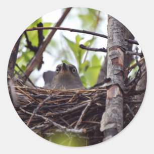 Den kvinnliga rostiga blackbirden bygga bo på runt klistermärke