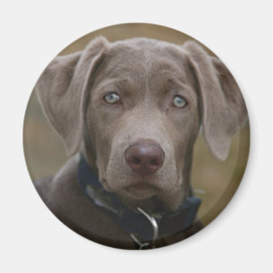 Den Labrador retrieveren i sällsynt tänder silve Magnet
