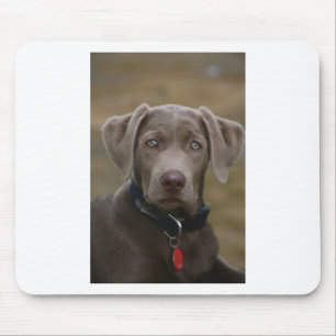 Den Labrador retrieveren i sällsynt tänder silve Musmatta