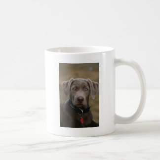 Den Labrador retrieveren i sällsynt tänder silver Kaffemugg