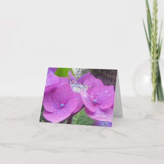 Den Lacecap vanlig hortensia noterar kortet Kort