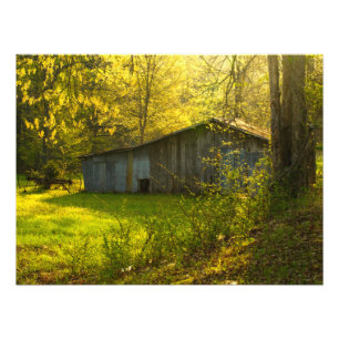 Den lantliga Tennessee vårmorgonen tänder Fototryck