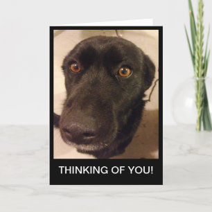 Den ledsna hunden som är tänkande av dig, card kort